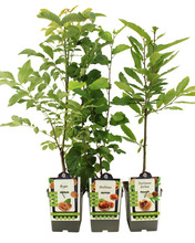 Nøddetræ mix 22 cm potte